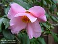 2004-0227Camelia